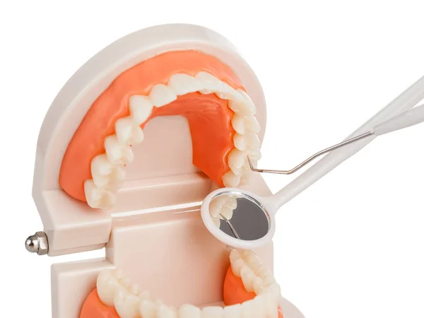 Examination Oral Cavity Model Dental Health Teaching Oral Hygiene Children — Stock Photo, Image