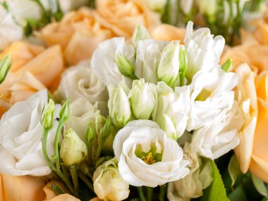 Eustoma, Gentian familyasından bir bitki cinsidir, bu türe ait ekilmiş çiçeklere lisianthus adı verilir, yakın plan çiçekleri, bir buket beyaz çiçek.