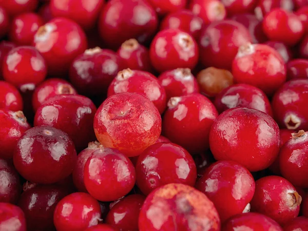 Cranberry Berries Close Wild Forest Berries Cultivation Harvesting Selective Focus — Stock Photo, Image
