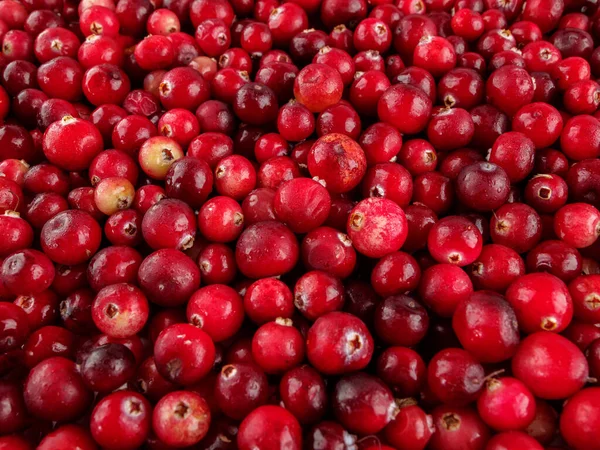 Wild cranberry berries close-up, selective focus, picking wild berries, benefits and vitamins