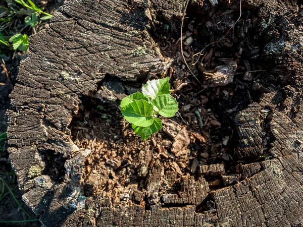 Kivágott Megmaradt Csonk Erdőben Egy Kis Zöld Hajtással Erdő Újjáéledése — Stock Fotó