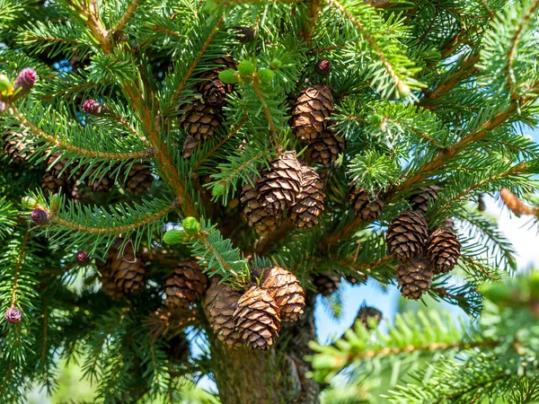 Cone Modified Shoot Develops Ends Branches Gymnosperms Coniferous Plants Form — 스톡 사진