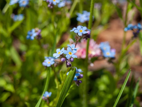 Niezapomniany Kwiat Niebieskimi Kwiatami Zielonym Tle Zbliżenie Rośliny Ogrodowe — Zdjęcie stockowe