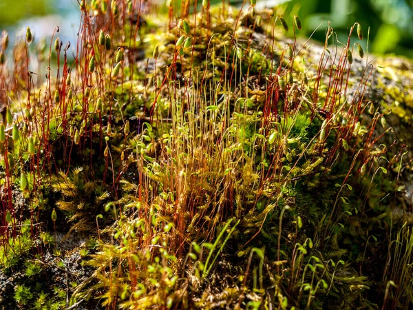 Mossy Mosses Real Mosses Bryophytes Κοντινό Πλάνο Για Την Καλλιέργεια — Φωτογραφία Αρχείου