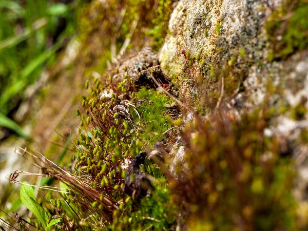 Moss Growing Rocks Close Macro Selective Focus — Stock Photo, Image
