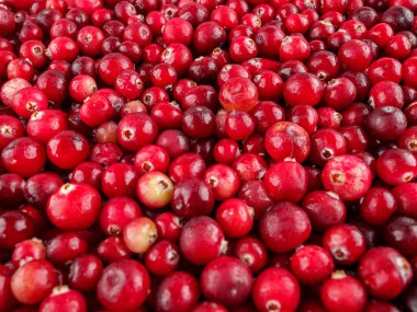 Olgunlaşmış kızılcık filizleri, yabanmersini hasadı ve tarım.