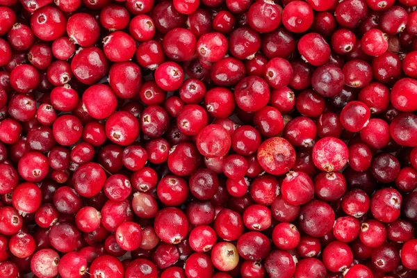 Berries All Types Cranberries Edible Actively Used Cooking Food Industry — Stock Photo, Image