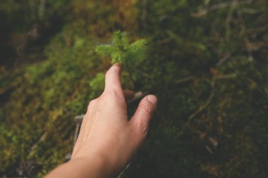 İnsan eli ormanda bir Noel ağacına uzanır.