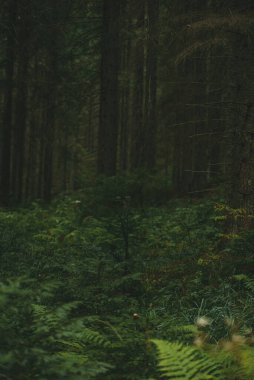 Kozalaklı yeşil orman