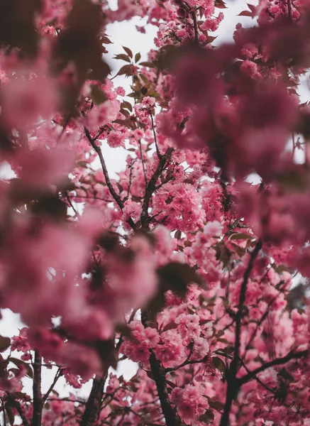 Çiçek açan sakura çiçekleri. Doğal bulanık bahar arkaplanı.