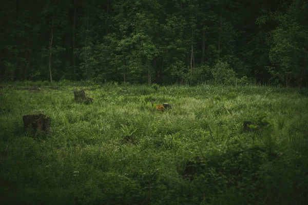 Veados no prado na natureza — Fotografia de Stock