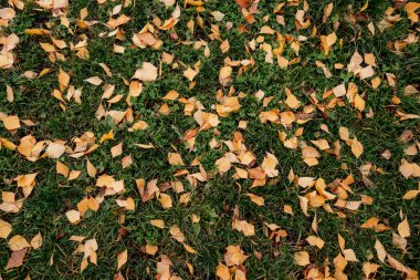 Yeşil çimlerin üzerinde parlak sarı huş yaprakları