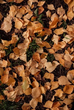 Yeşil çimlerin üzerinde parlak sarı huş yaprakları