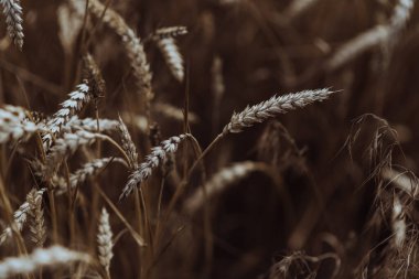 Arpa ve buğdaylı sarı tarla