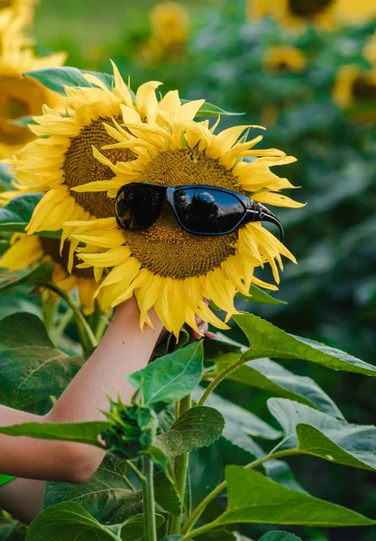 yellow sunflower in black glasses
