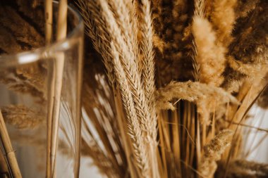 Dekoratif kurumuş çiçekleri beyaz arkaplanda vazoda.