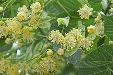 ıhlamur ağacı çiçek