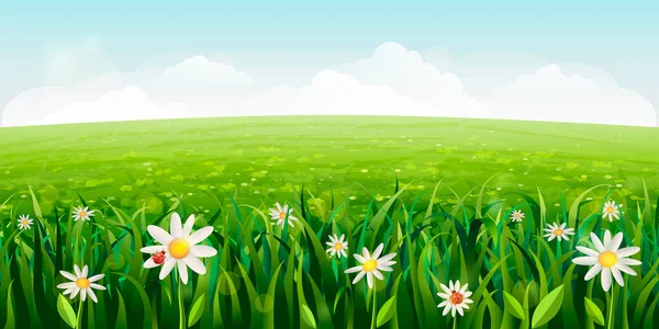 Margaridas horizontais campo paisagem. verde Cena de verão com flores brancas, grama. sol idílico realista fundo primavera com margaridas, prados verdes, campos rurais, vales. céu azul, nuvens fofas — Fotografia de Stock