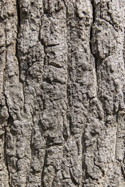 天然の背景としての樹皮材の質感 — ストック写真