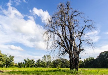 Mavi gökyüzü arka plan üzerinde çim ölü ağaçlar