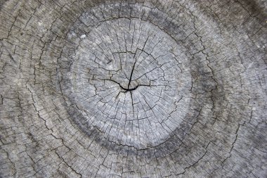 eski bölüm ağacı, eski ahşap arka plan ve doku