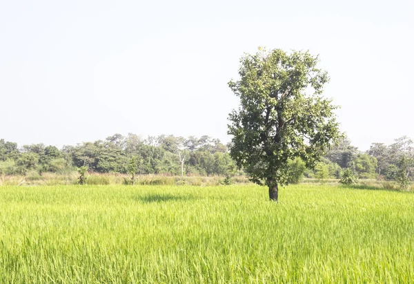 Rice fields — Stock Photo, Image