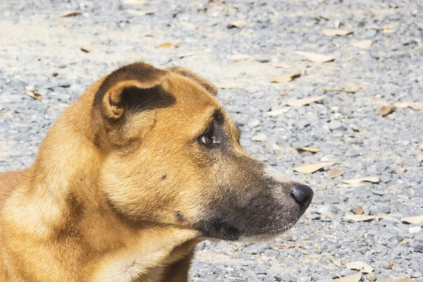 ブラウン犬の悲しいことに探している、タイの犬します。 — ストック写真