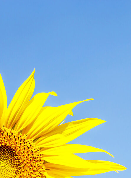 Sunflower on a background of blue sky
