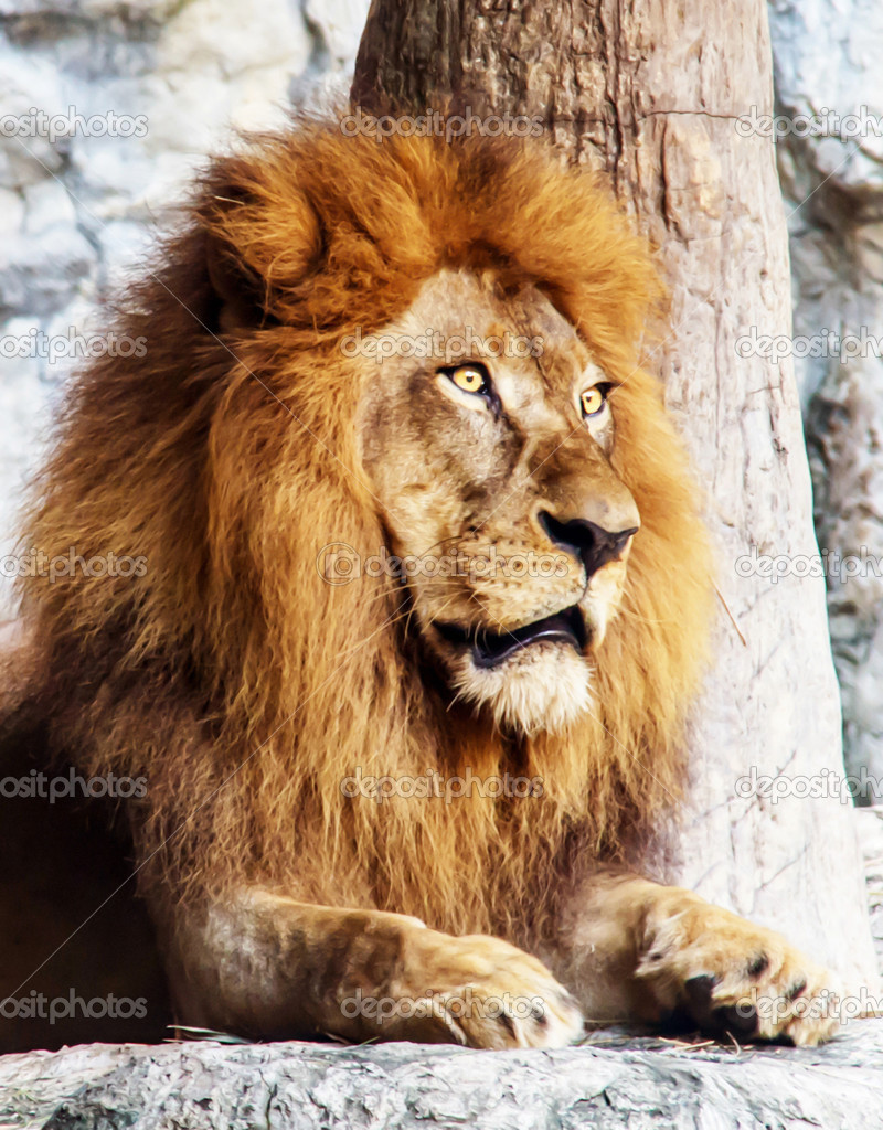 Lion in the zoo , looking , Staring