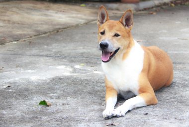 kahverengi köpek arıyorum, Tay köpek sakin