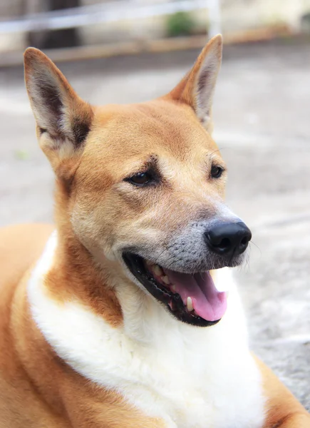 茶色犬探してタイ犬リラックスします。 — ストック写真