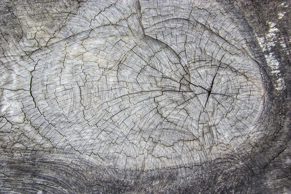 Τμήμα των παλαιών δέντρο, παλιό ξύλινο υπόβαθρο και υφή — Φωτογραφία Αρχείου