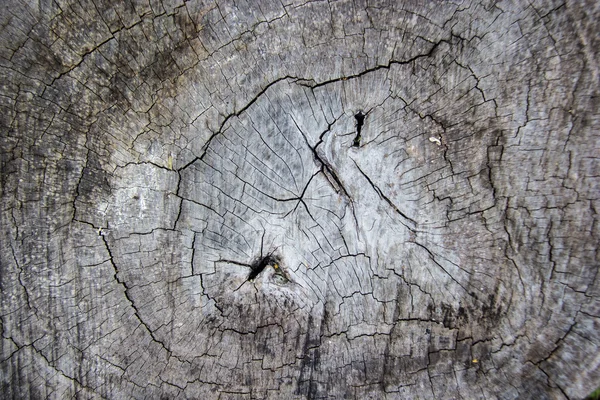 Sección de árbol viejo, fondo y textura de madera vieja — Foto de Stock