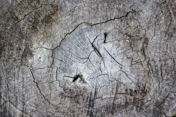 Ausschnitt aus altem Baum, altem Holzhintergrund und Textur — Stockfoto