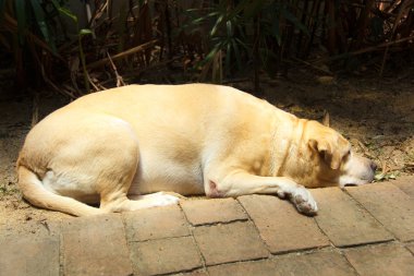 şişman labrador retriever 7 yaşında