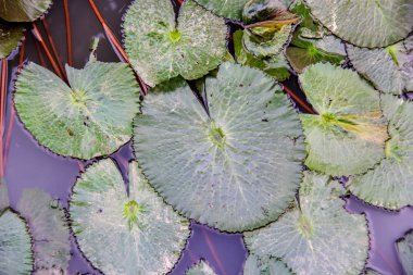 yağmurdan sonra Lotus yaprağı