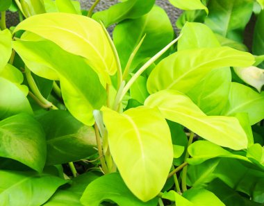 ARACEAE, Philodendron, Philodendron Cv. Limon Limonu