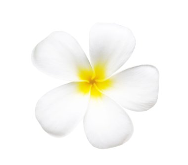 Frangipani çiçeği beyaza izole edilmiş.