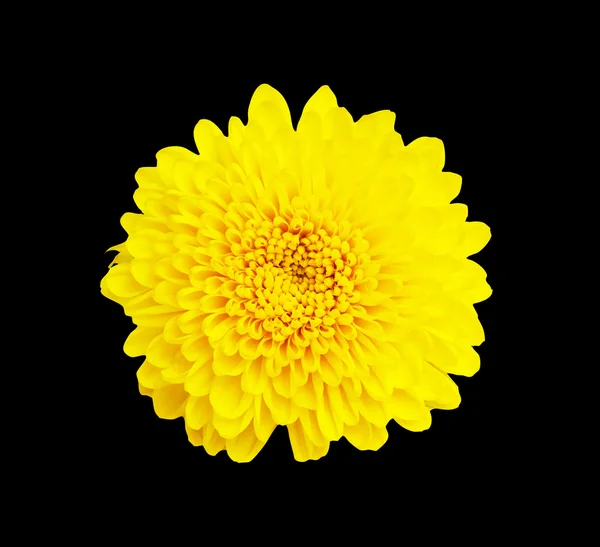 Květina žlutá chryzantéma izolovaných na černém pozadí, s ořezovou cestou — Stock fotografie