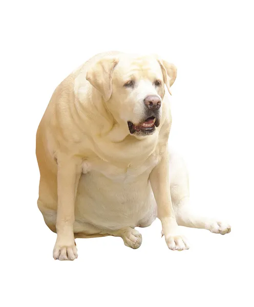 Fat labrador Stock Photos Royalty Free Fat labrador Images Depositphotos