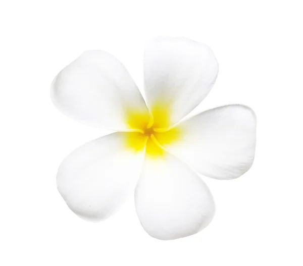 하얀 꽃에 고립된 프란 지 파니 꽃 — 스톡 사진