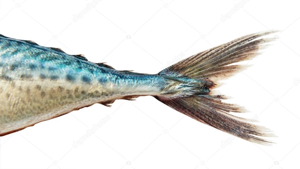 Mackerel on white background , with clipping path