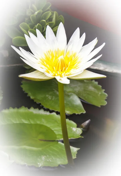 Witte lotus — Stockfoto