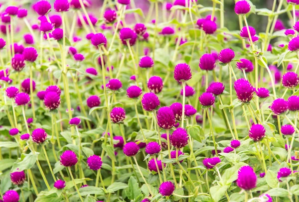 Bachalor's Button,Button Agaga,Globe Amaranth,Pearly Everlasting — Stock Photo, Image