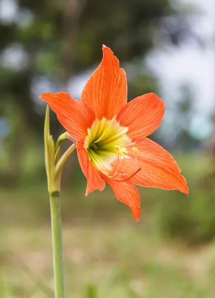 Yıldız lily — Stok fotoğraf