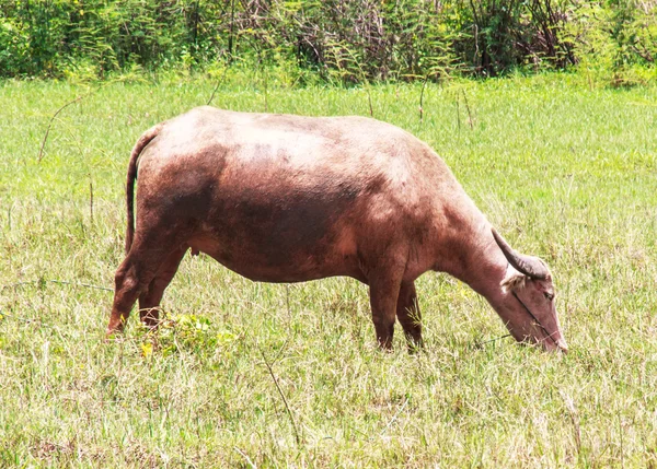 Альбинос-буйвол — стоковое фото