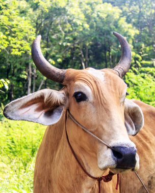 fieeld, kahverengi inek.