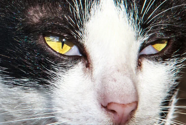 cat başkanı