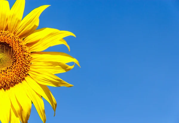 Sunflower on a background of blue sky — Stock Photo, Image
