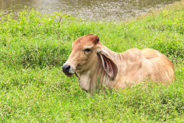 Корова отдыхает на траве у реки — стоковое фото